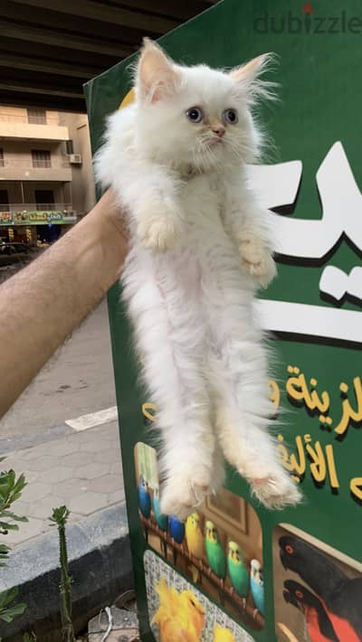 ولد وبنت هيمالايا