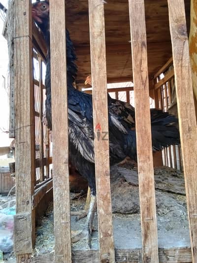 اسرة هندي منتجه مشروع ناجح