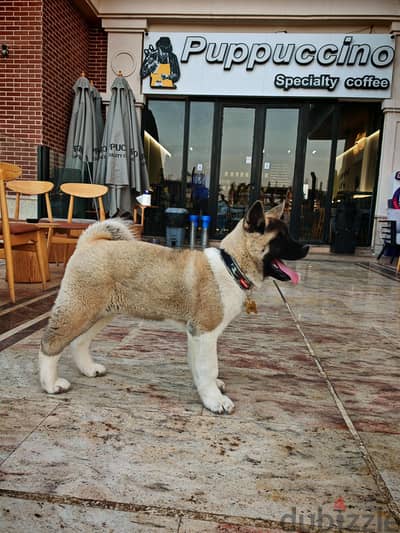 imported American Akita
