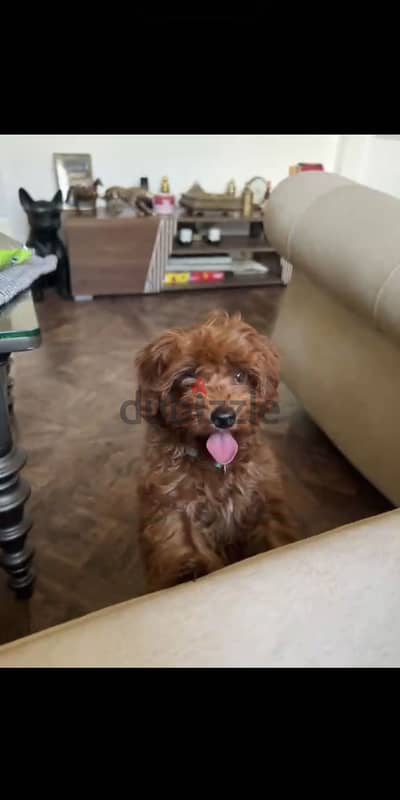 Toy poodle -female