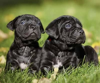 Cane Corso كين كوسو