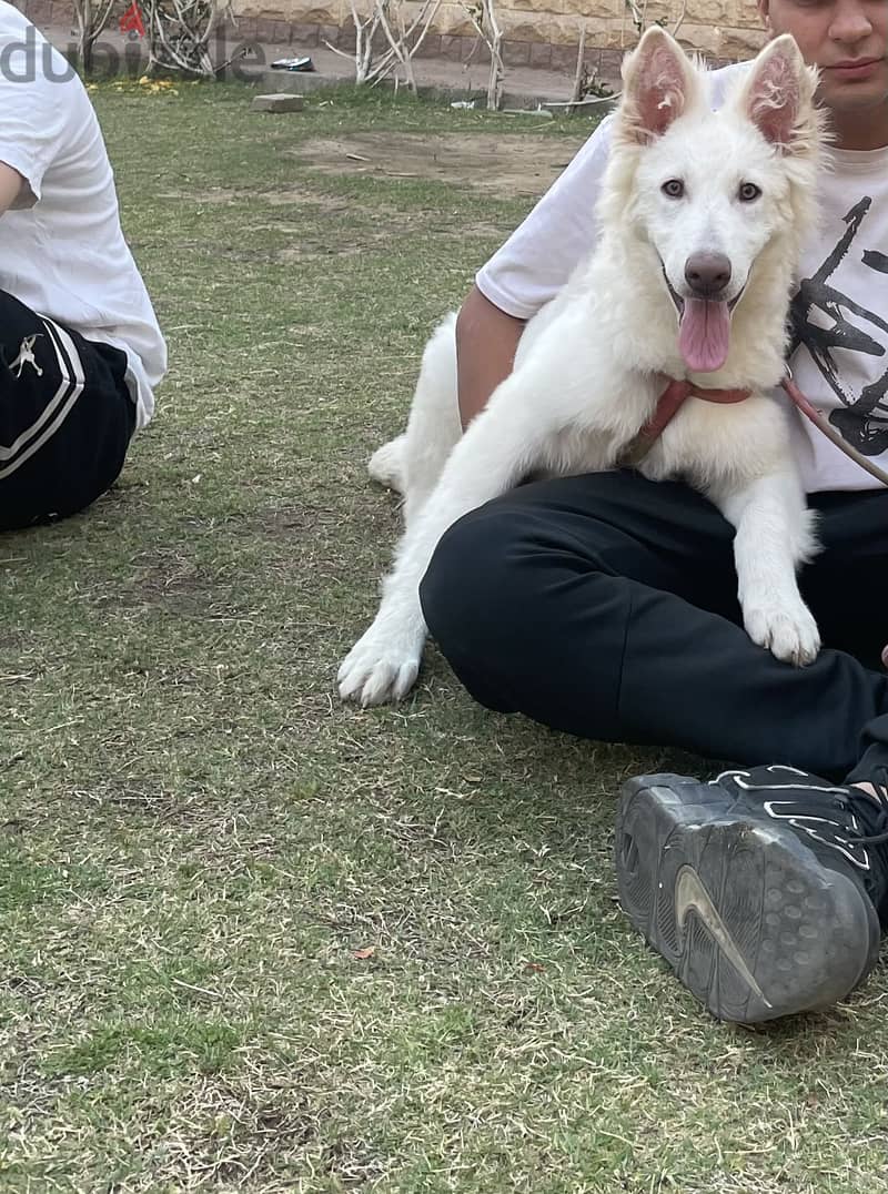 White German 1
