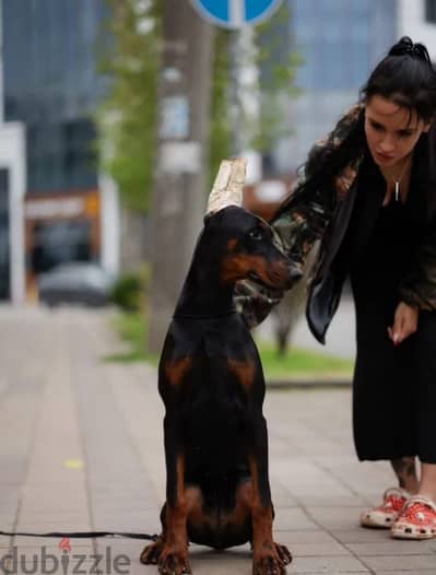Doberman puppy female from Russia