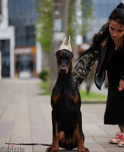Doberman puppy female from Russia