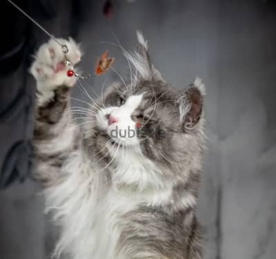 Maine coon male cat from Russia