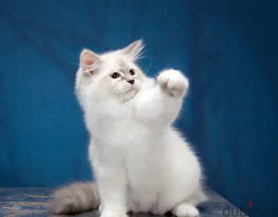 Siberian kitten boy from Russia