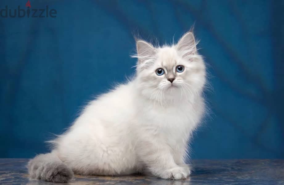 Siberian kitten boy from Russia 1