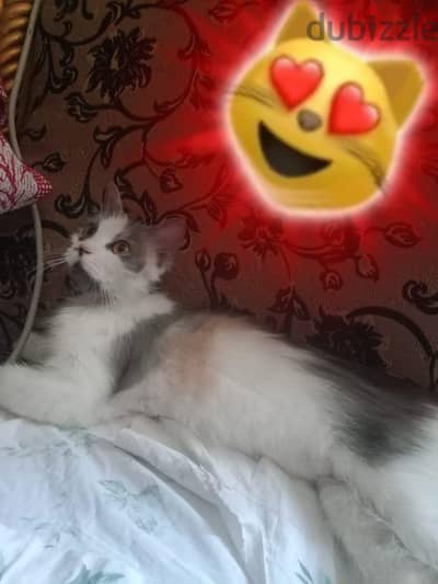 قطه شيرازى  هاديه جدا و حبوبه للتبنى مش بيع  نبعتهالك بدون مقابل