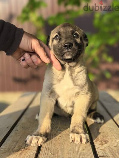 Kangal puppy male from Russia