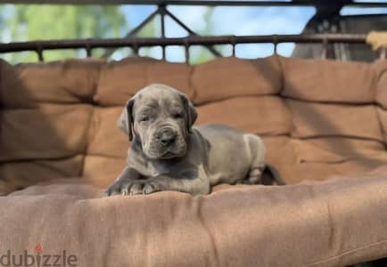 Great Dane puppy female from Russia