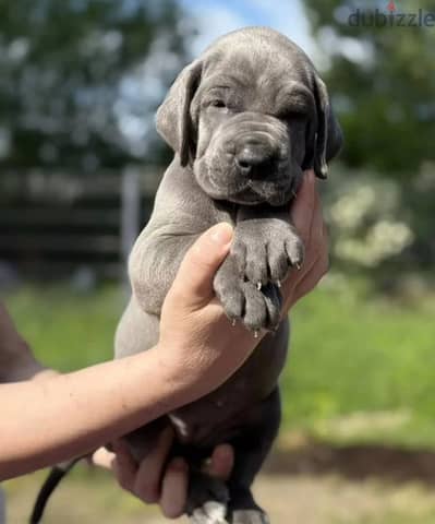 Great Dane puppy female from Russia