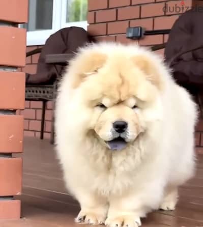 Chow chow puppy boy from Russia