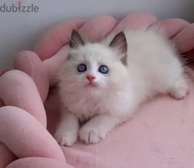 Ragdoll kitten female from Russia