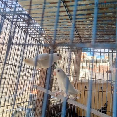 البينو روز شغال