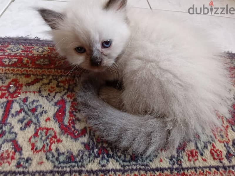 Himalayan Kittens 3