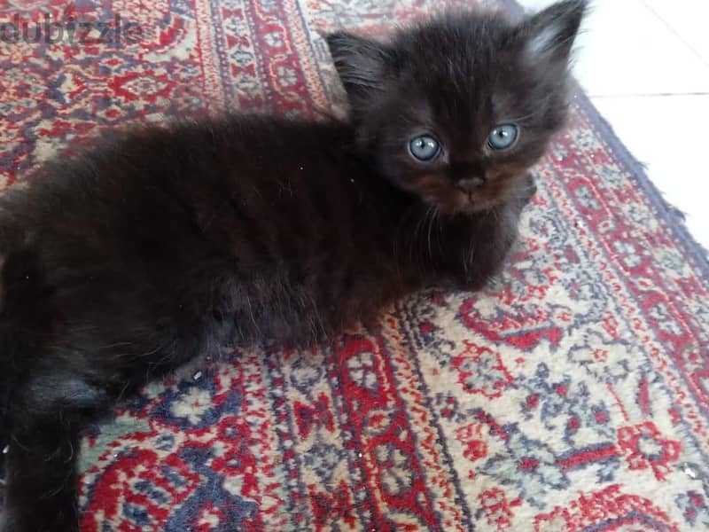 Himalayan Kittens 1