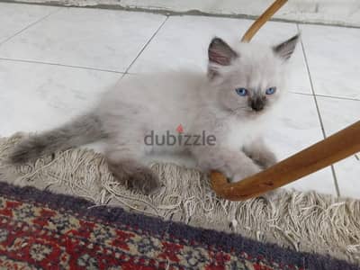 Himalayan Kittens