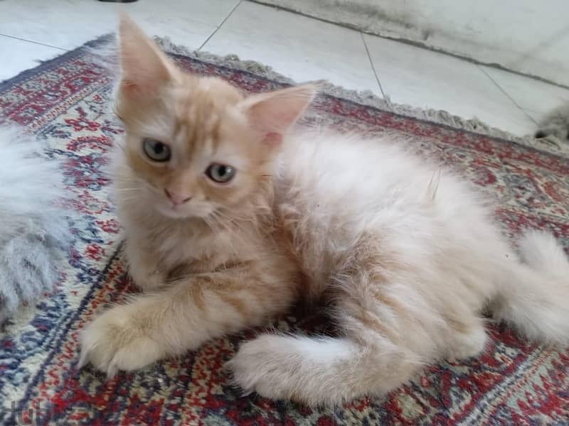 Himalayan Kittens 2