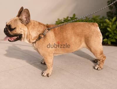 french bulldog - فرينش بولدوج