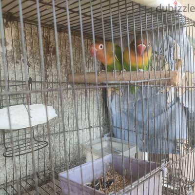 عصافير فيشر للبيع