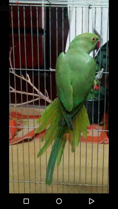 شبابات دره هندي