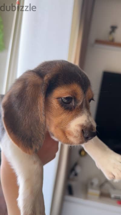Beagle dog very friendly and lovable