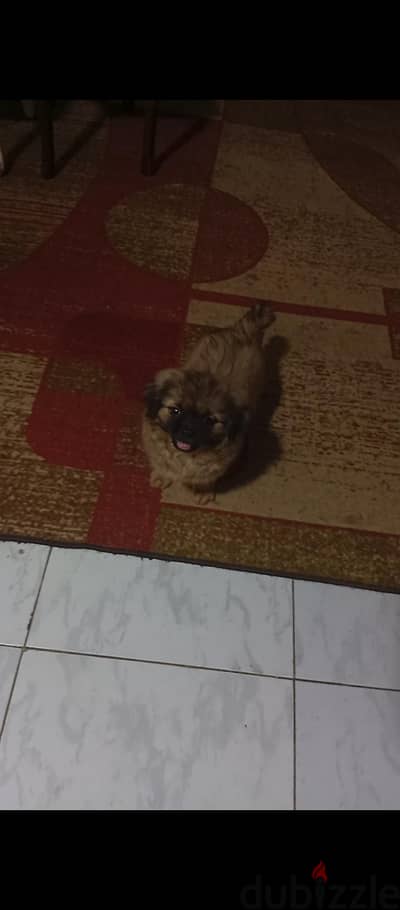 pekingese بيكينيز