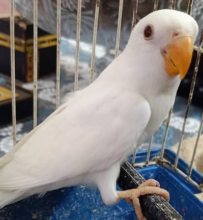 روز شباب
