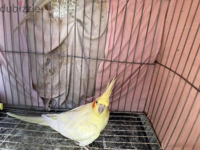 جوز كوكتيل لاتيني شغال بالمشتملات