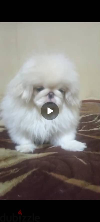 للبيع او بدل