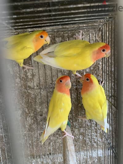 روز لاتيني عين حمرا سوبر جامبو