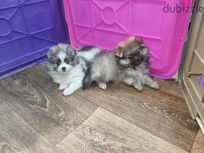 pomrinian puppy 