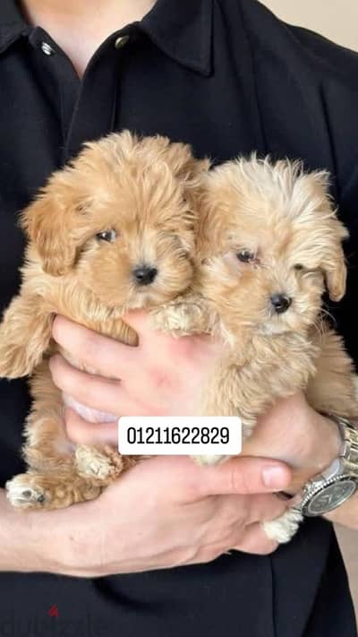 poodle x maltipoo puppies top quality مالتيبو