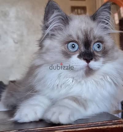 قط راغدول قطة هيمالايا