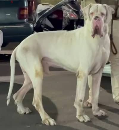 جريت دان  جريد دان دنواه دنوار greatdane