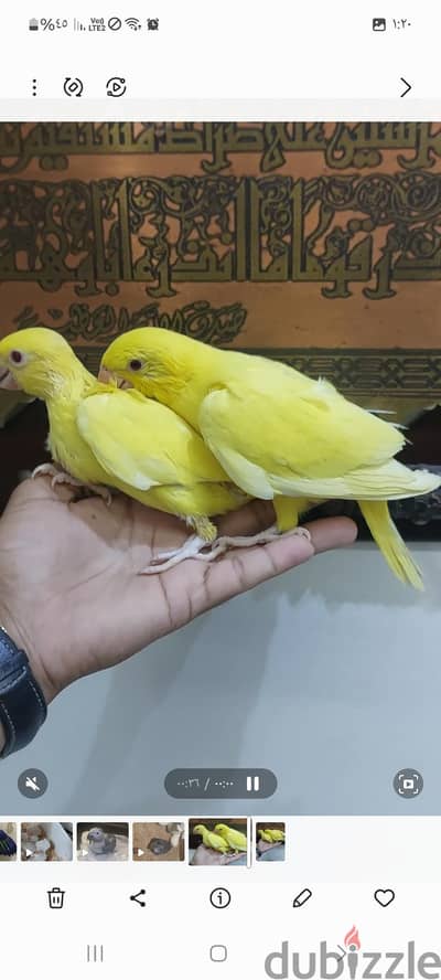 فروخ دره هندى لاتينى