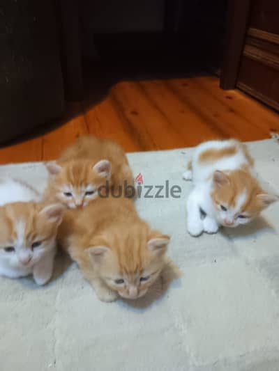 قطط للتبنى