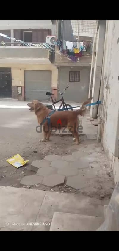 كلب ه جولدن جميله اوي