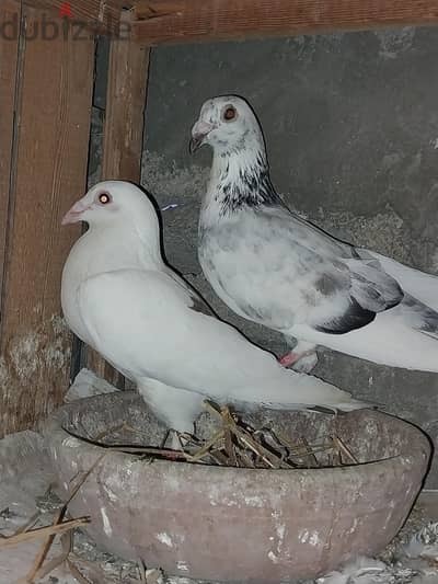حمام قصوص