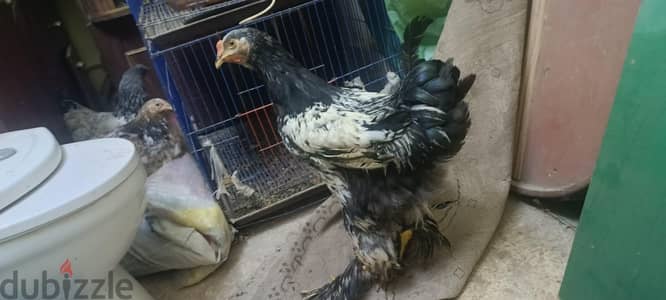 فراخ براهما
