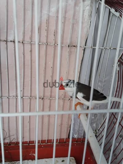 جوز زيبرا شغال بالقفص ومشتملاته