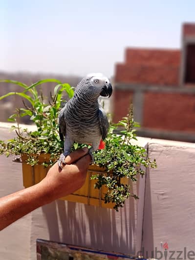 فرد زنجبارى حجم سوبر جامبو