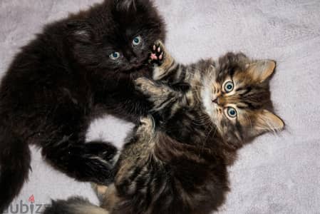 MINI BLACK PANTHER