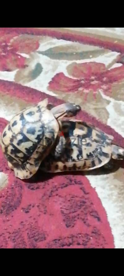 سلاحف ذكر يوناني وانثى يونانى