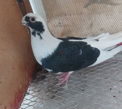 شاب ابلق اسود