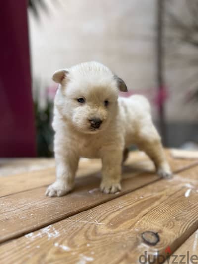 Pure Siberian Husky for Sale