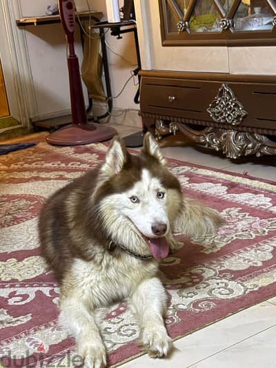 Siberian Husky Male – Blue Eyes – Healthy & Active