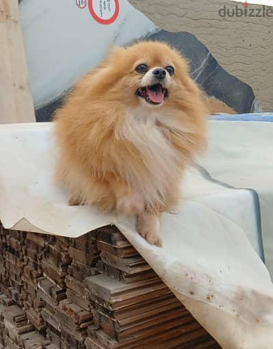 Pomeranian