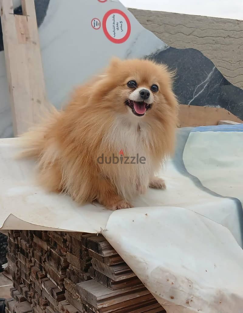 Pomeranian 1