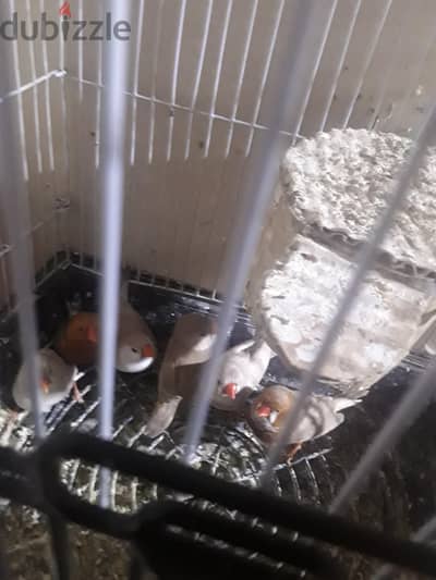 عصافير زيبرا